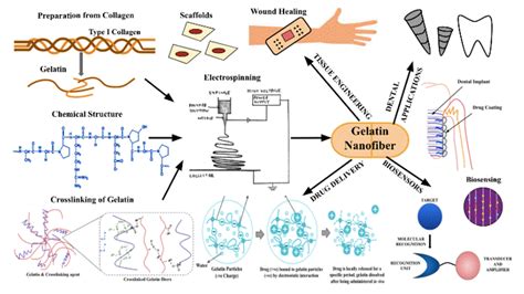 Gelatin: Exploring its Versatile Applications in Biomedical Engineering and Drug Delivery