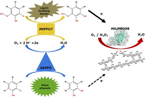  Lignocellulose: Unveiling the Potential of Nature’s Building Blocks for Sustainable Biomaterials!