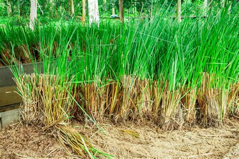  Vetiver: Exploring the Aromatic and Soil-Stabilizing Potential of this Remarkable Grass!