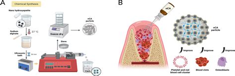 Hydroxyapatite: A Miracle Material for Bone Regeneration and Advanced Dental Applications?