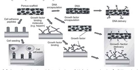  Polycaprolactone: Revolutionizing Bioresorbable Scaffolds for Tissue Engineering and Drug Delivery!