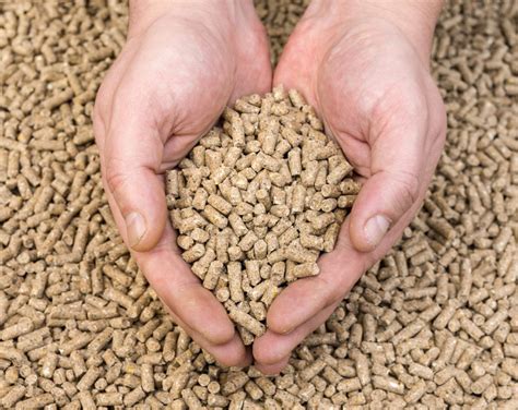 Wheat Bran: An Unsung Hero for Sustainable Industrial Applications and Animal Feed Production!